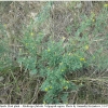 colias hyale hostplant1 volg1